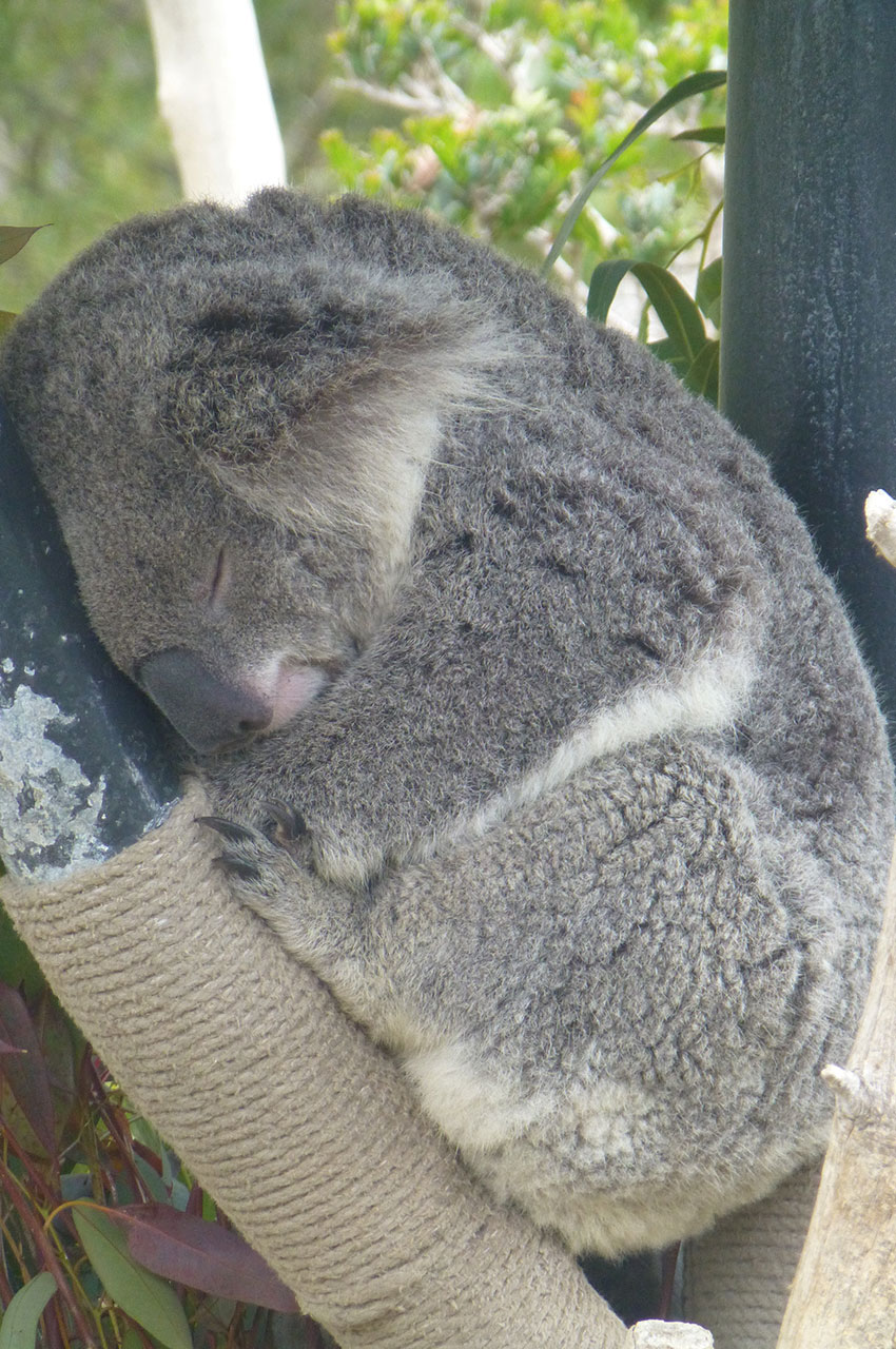 Un koala endormi