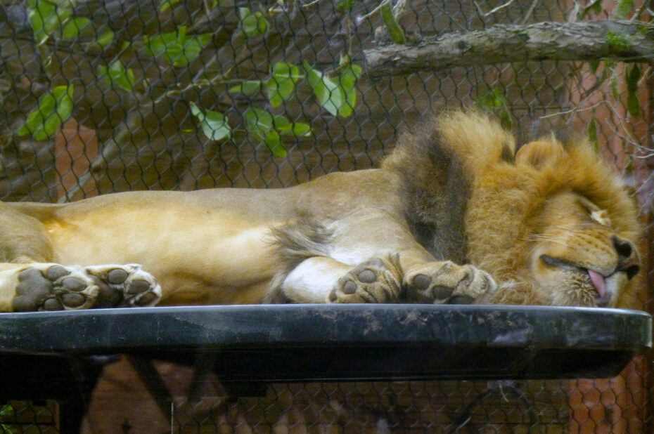 Un lion en train de dormir