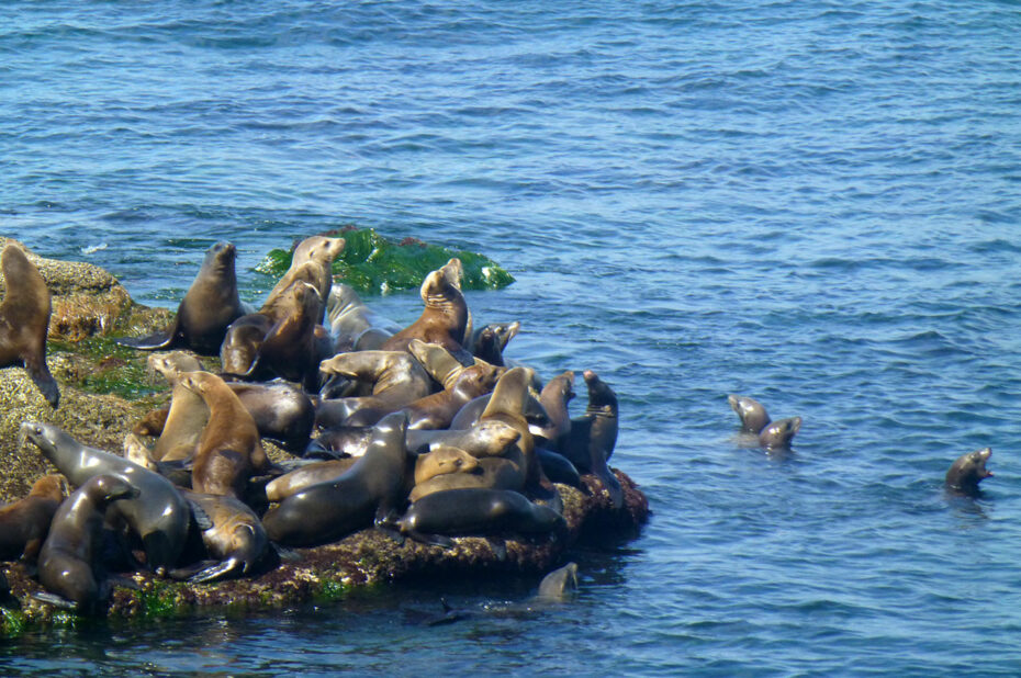 Les lions de mer, esp!ce protégée en Californie