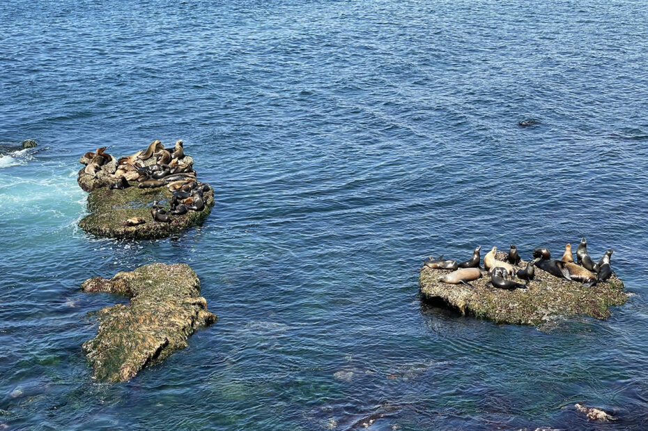 Les lions de mer se reposent sur les rochers