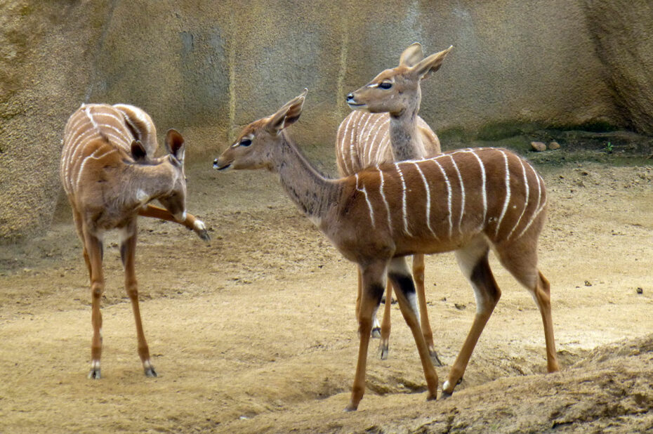 Des nyalas (antilopes)