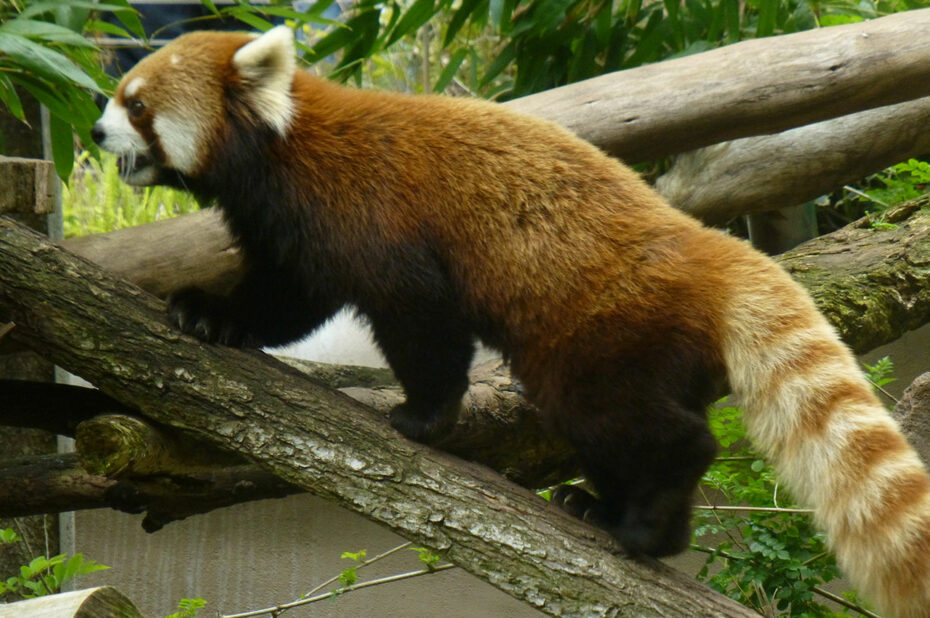 Panda roux sur une branche