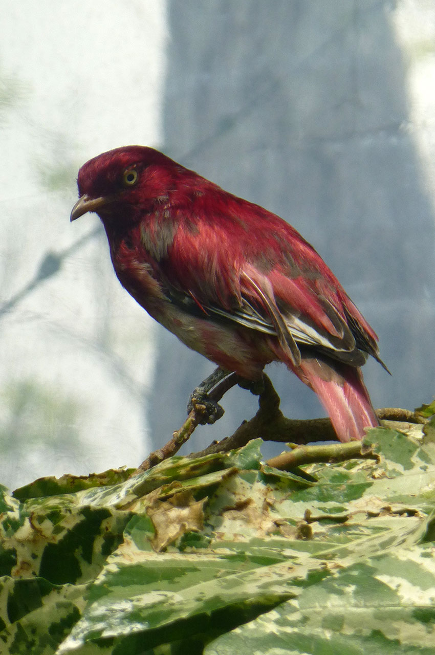 Xipholena punicea (oiseau)