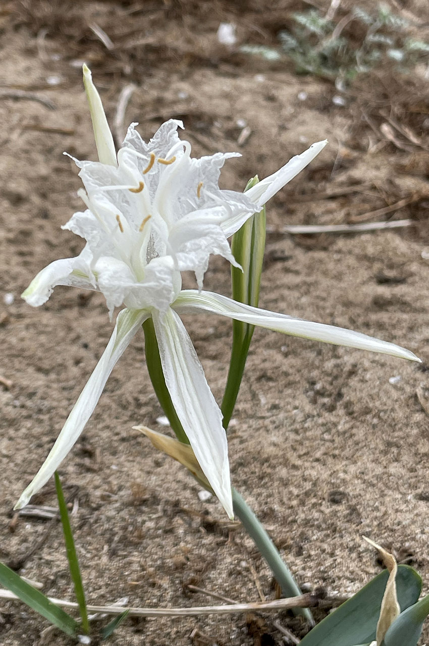 Fleur blanche d'un lis maritime