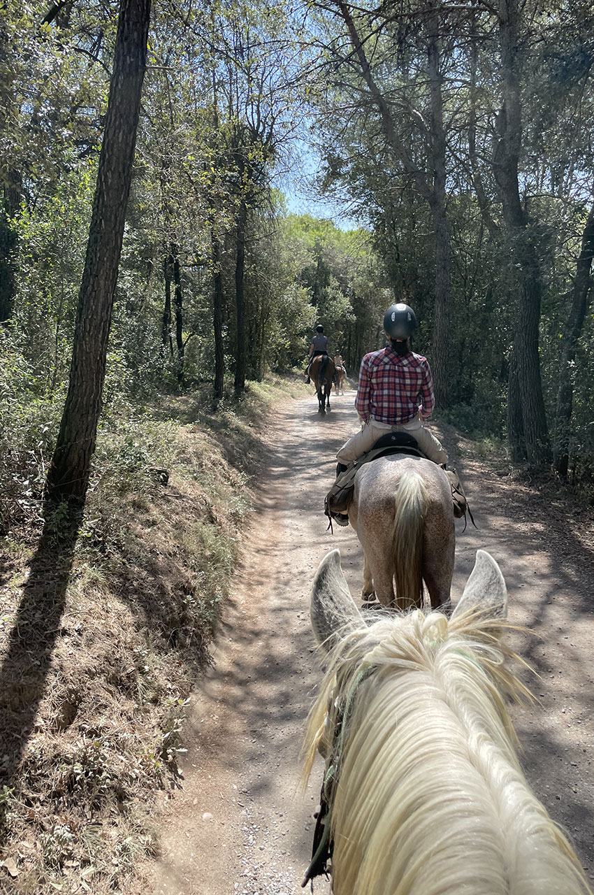 Chemin dans les sous-bois