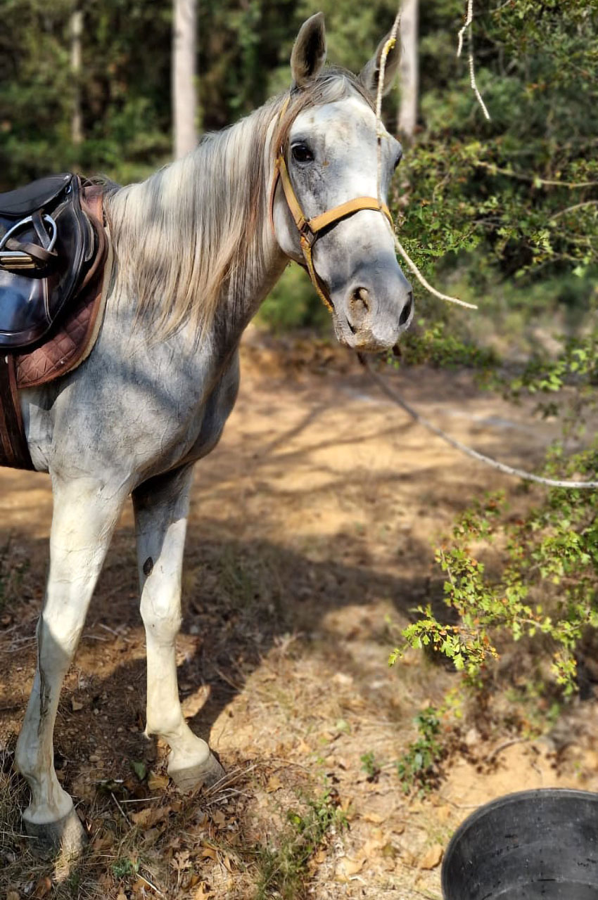 Un cheval curieux