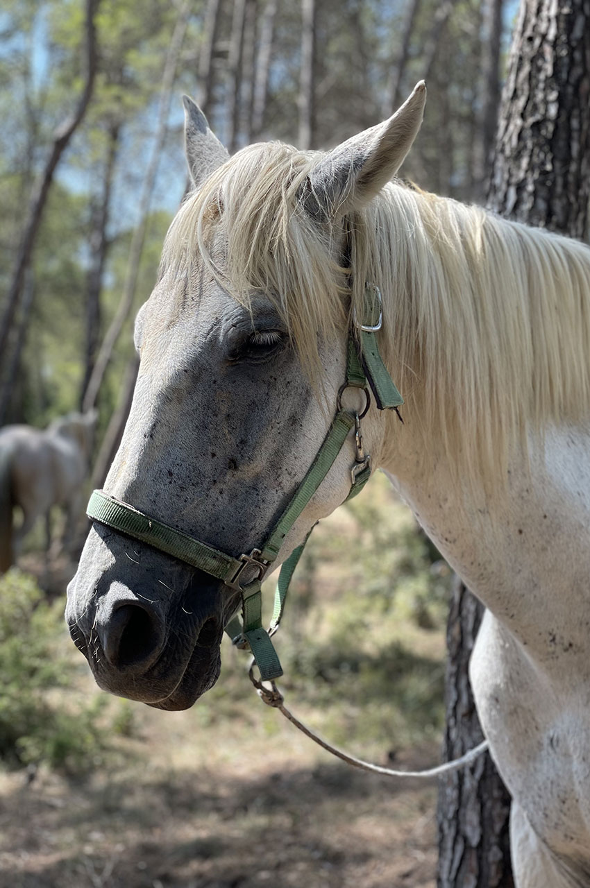 Cheval se reposant à l'ombre pendant la pause de mi-journée