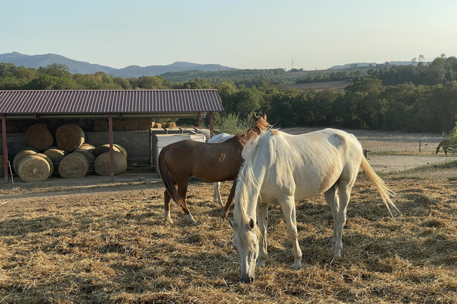 Chevaux évoluant librement dans les prés