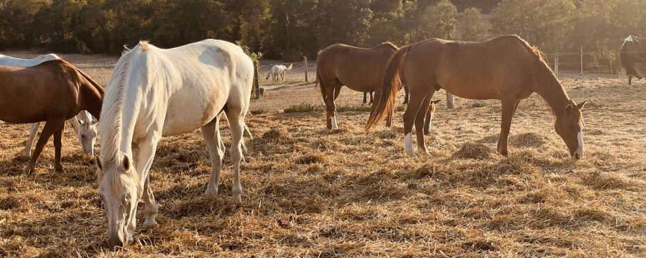 Les chevaux au pré au crépuscule