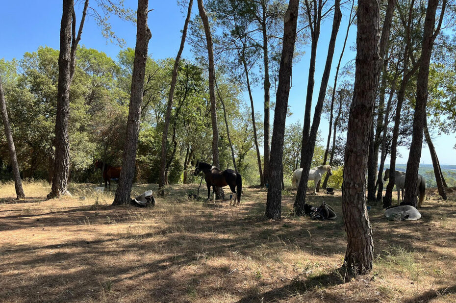 Les chevaux se reposent à l'ombre pendant la pause de mi-journée