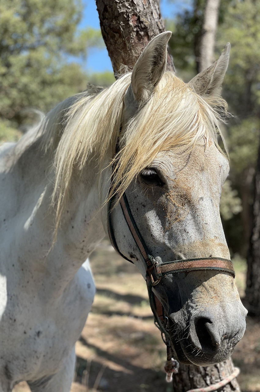 Curro, cheval de race espagnole