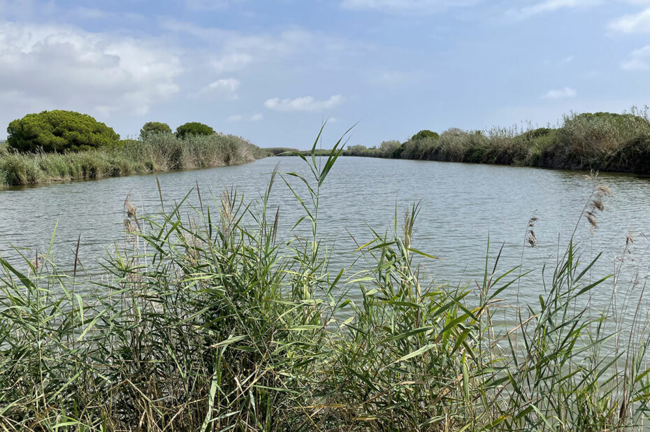 Le delta du Llobregat contient une grande diversité biologique
