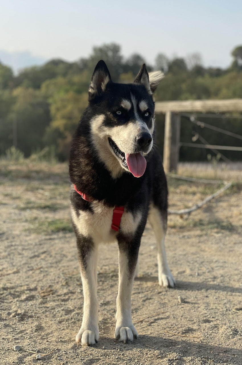 Un husky surveille la ferme équestre