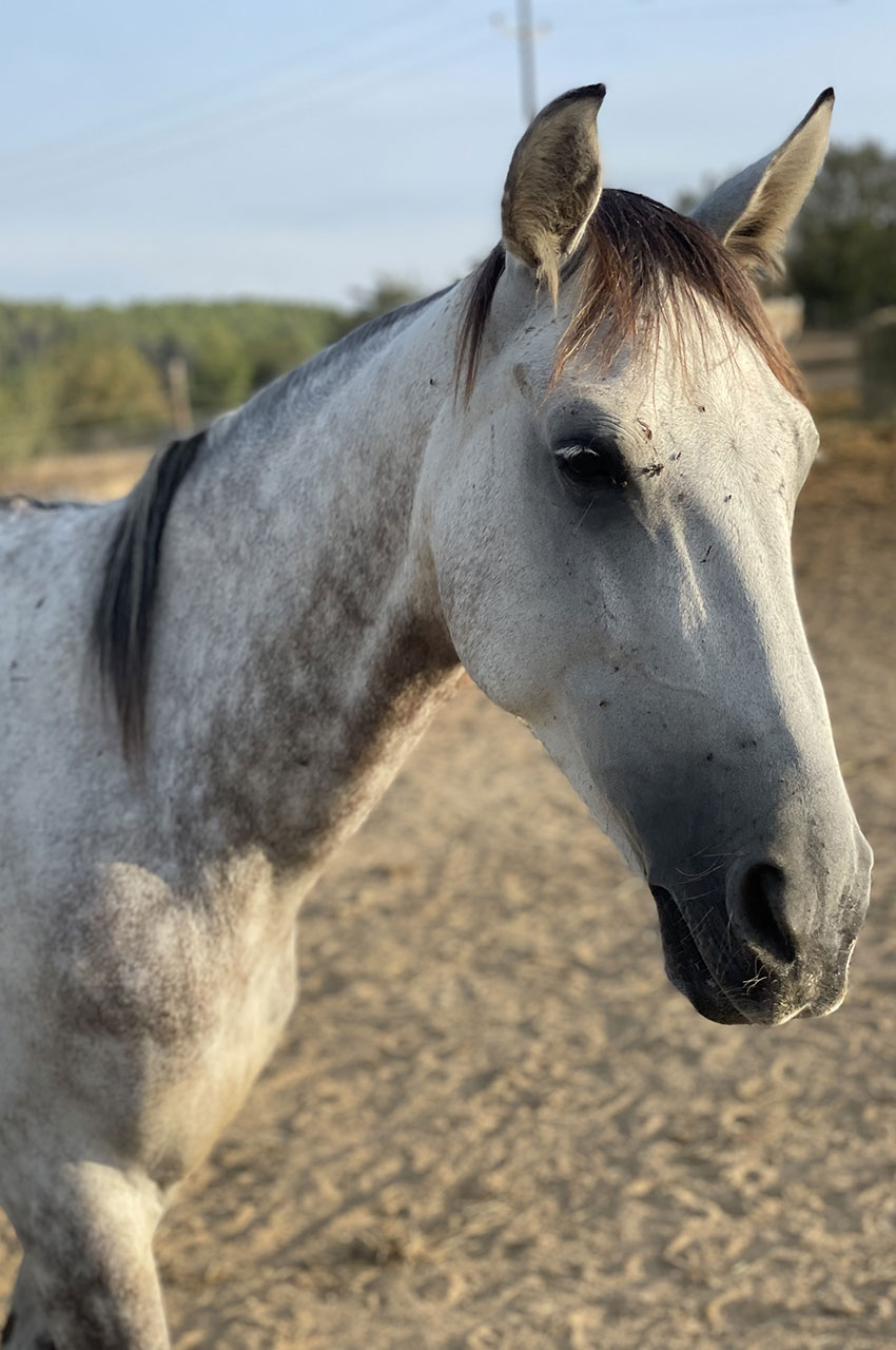 Magnifique portrait d'un cheval blanc