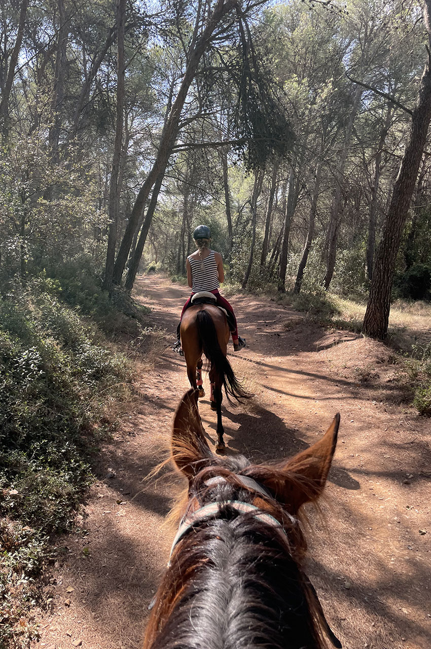 Passage en forêt