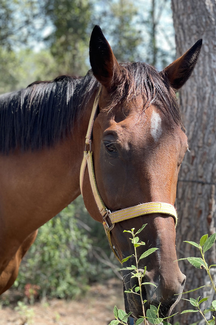 Portrait d'un cheval, l'oeil (et les oreilles) toujours alerte