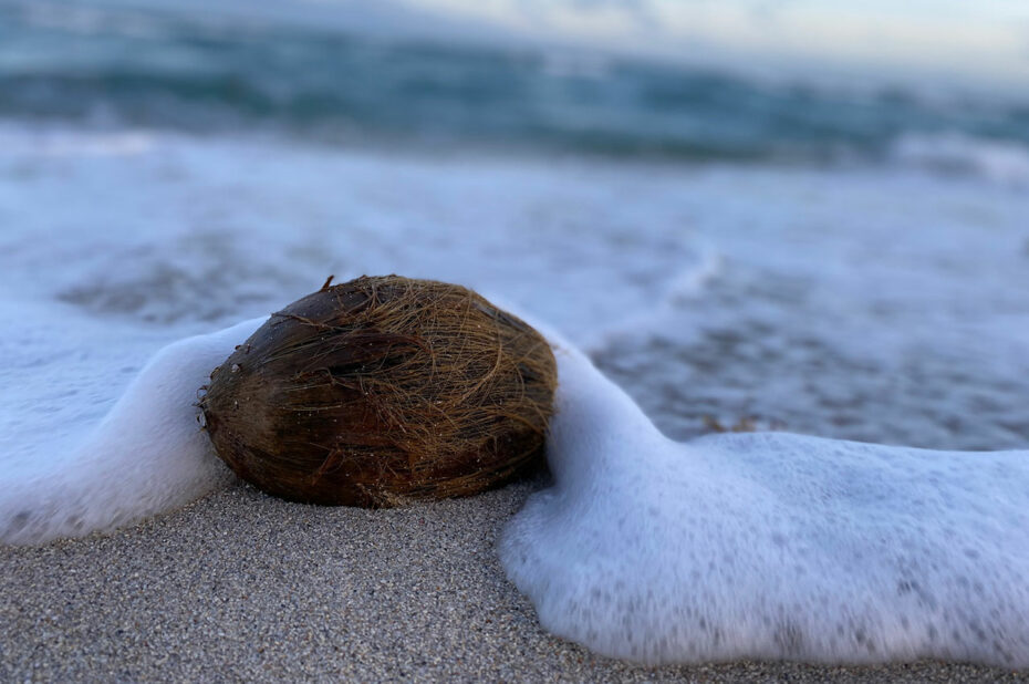 Noix de coco recouverte par l'écume des vagues