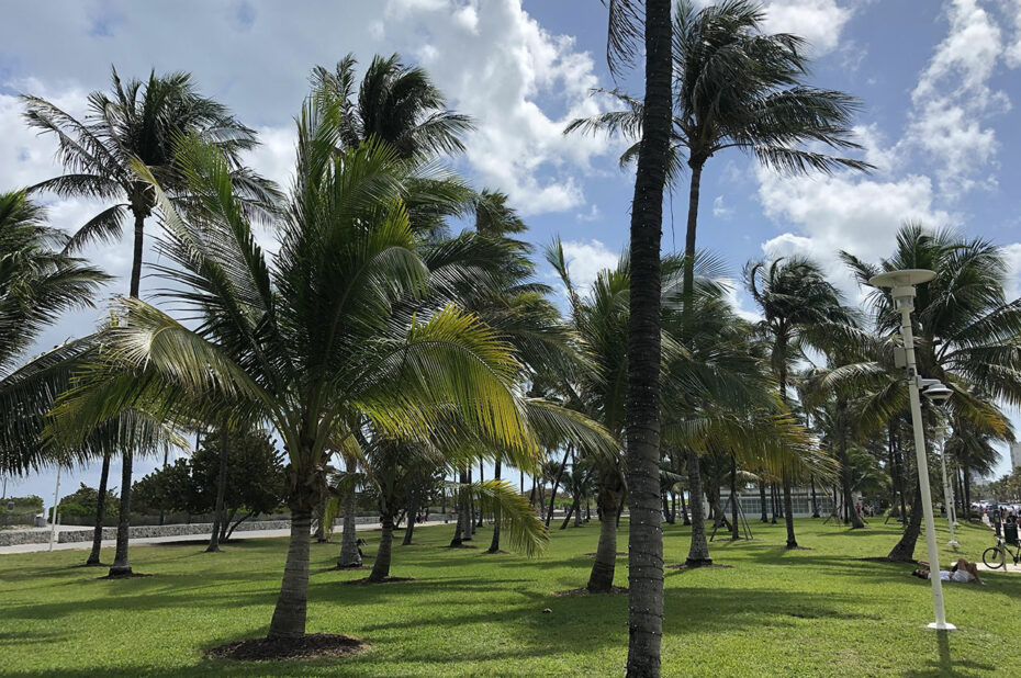 Palmiers à Lummus Park