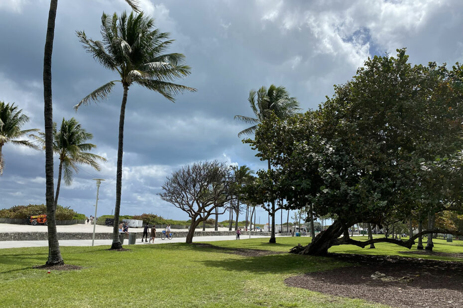 Raisinier bord de mer et palmiers à Lummus Park