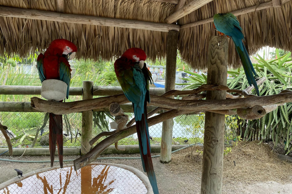 3 aras à l'Everglades Alligator Farm