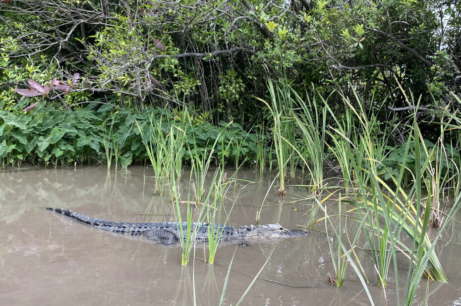 Un alligator à moitié immergé entre les herbes