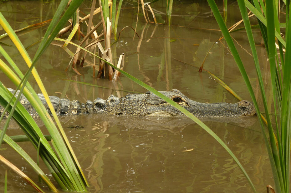 Alligator à la surface de l'eau, entre les herbes