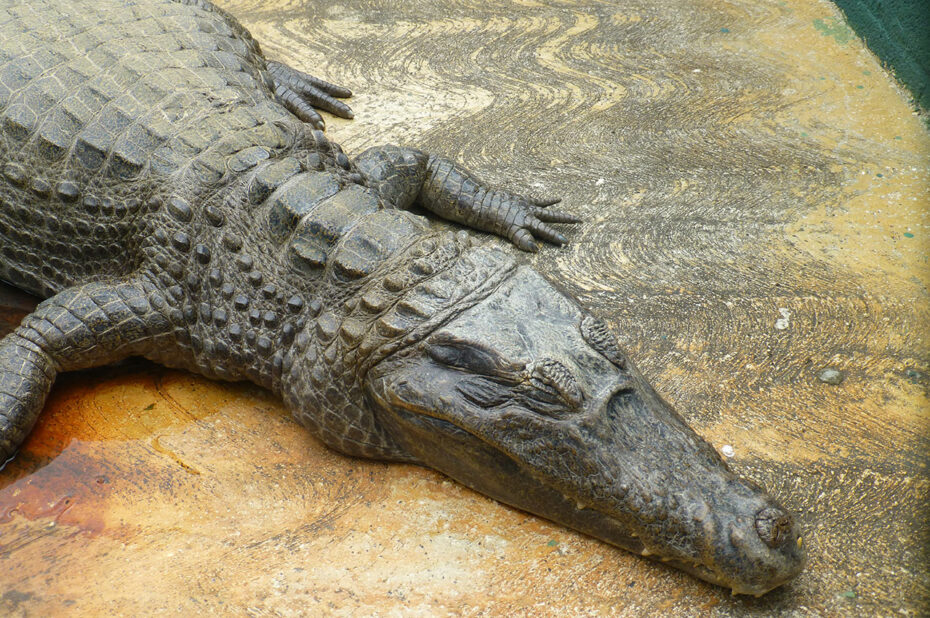 Un alligator en train de dormir