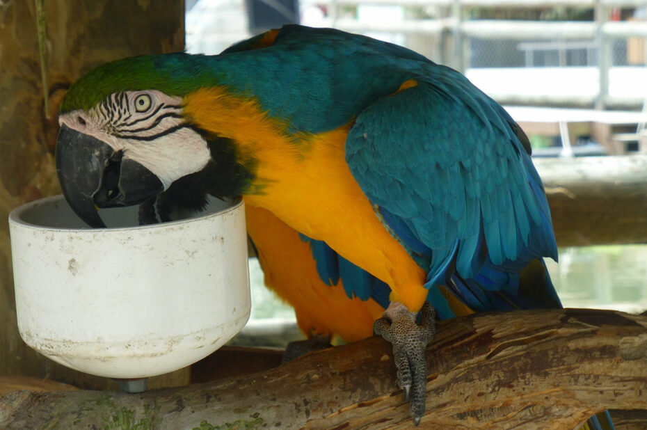 Ara bleu, jaune et vert en train de manger