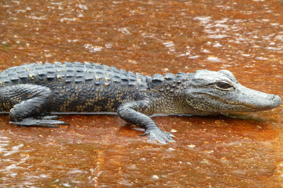 Bébé alligator