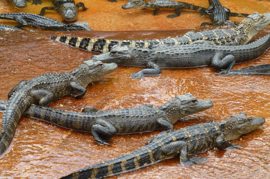 L'un des plus grands élevages d'alligators de Floride