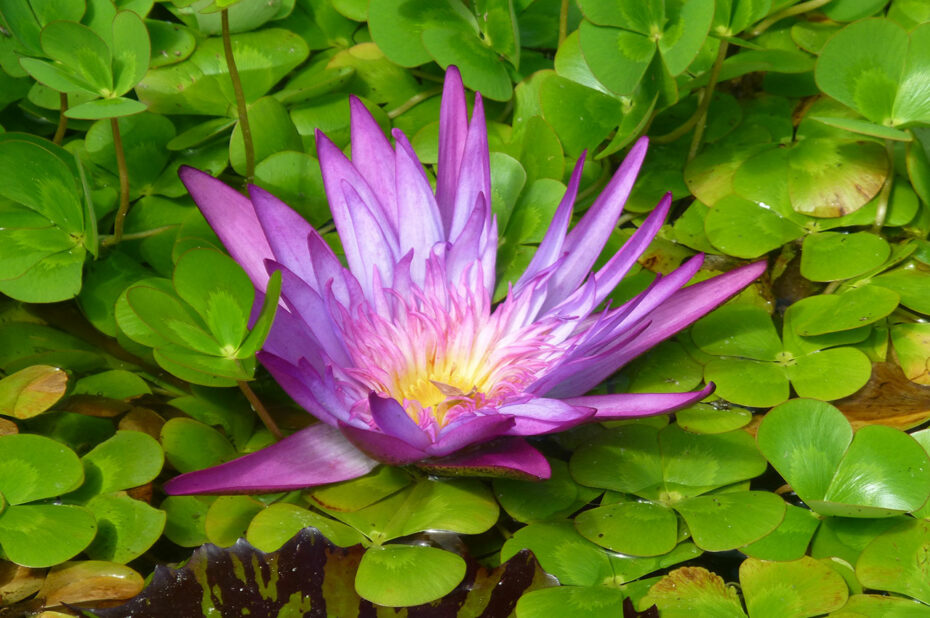 Nénuphar bleu du Cap