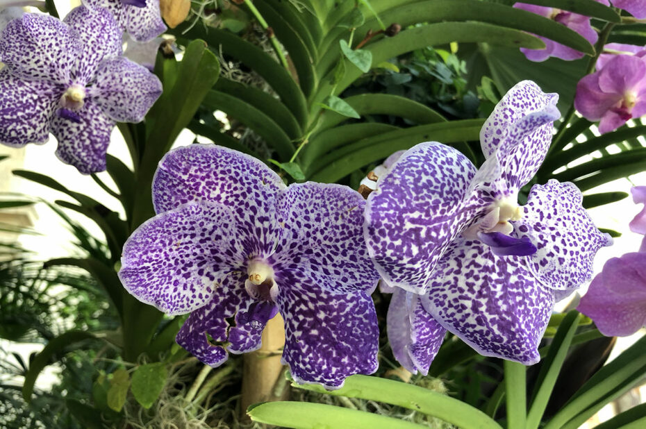 Orchidée Anco pure Vanda