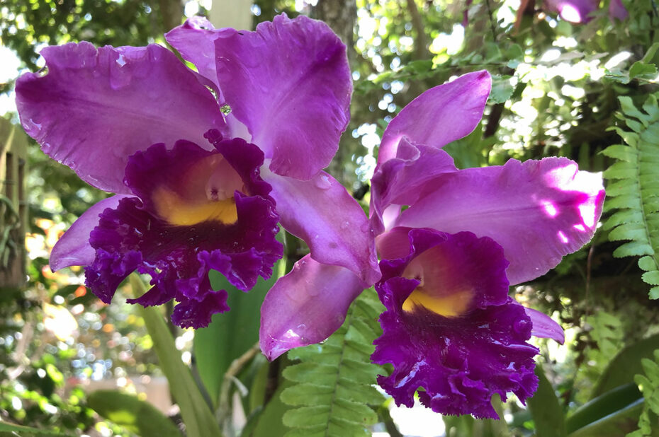 Orchidée Cattleya Ivanhoe