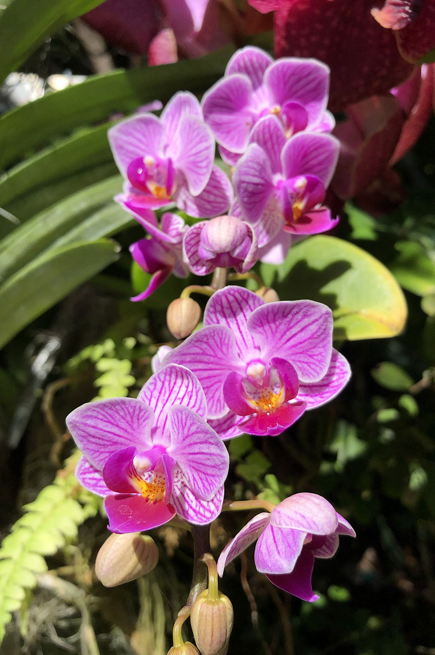 Orchidée Phalaenopsis Sogo Vivien