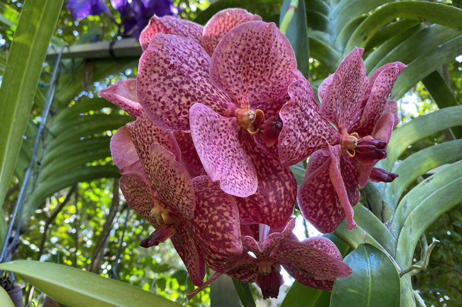 Orchidée Vanda pourpre tachetée