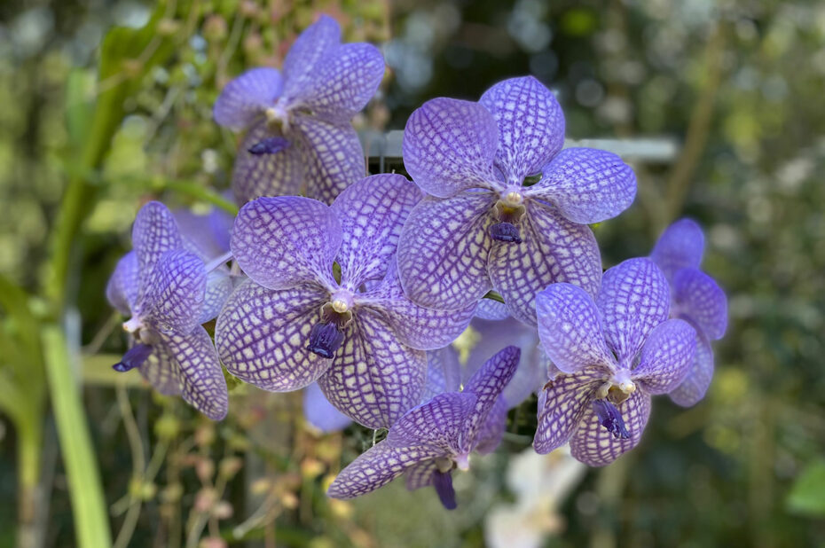 Orchidée Vanda violette