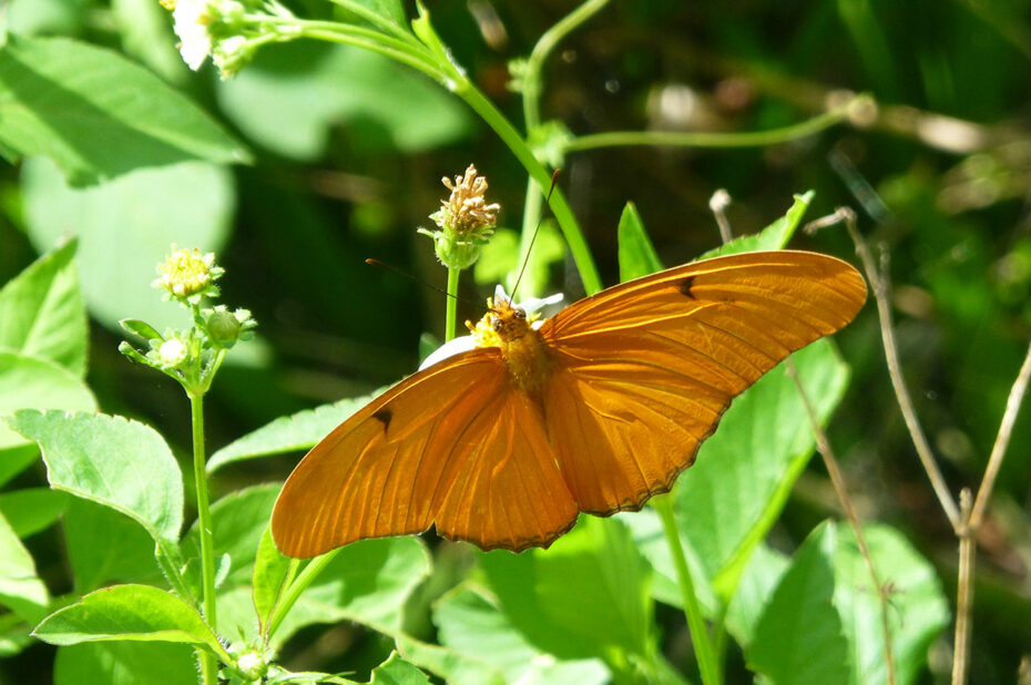 Papillon Julia (Dryas iulia)