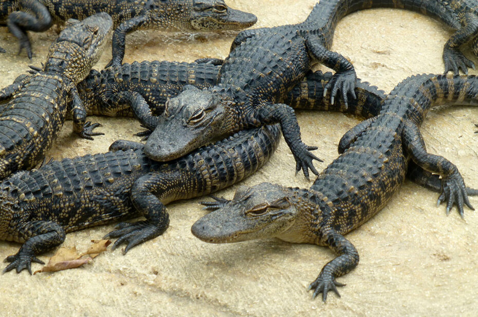 Plein de petits alligators à l'Alligator Farm