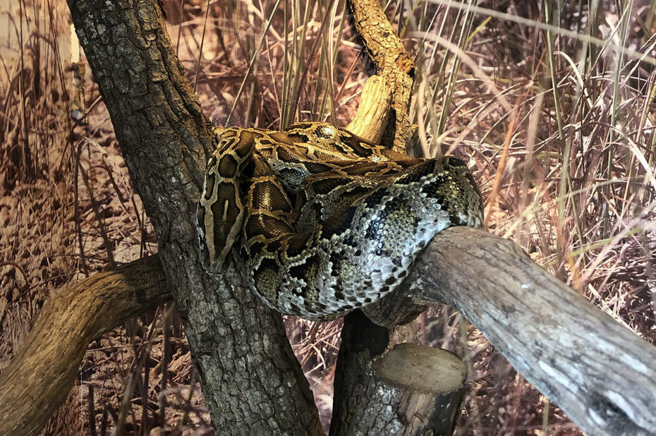 Python nain de Birmanie