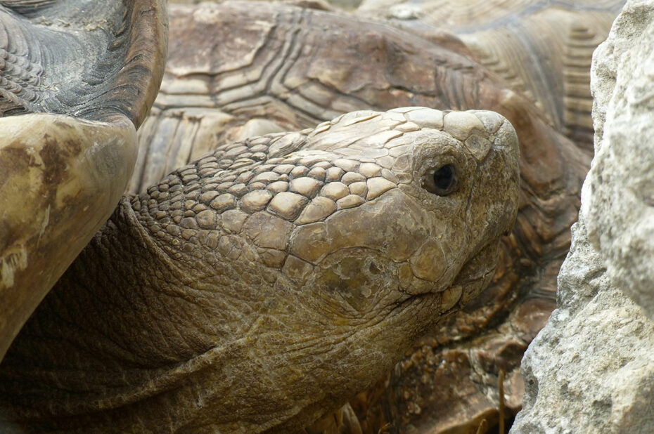 Tête d'une tortue sillonnée