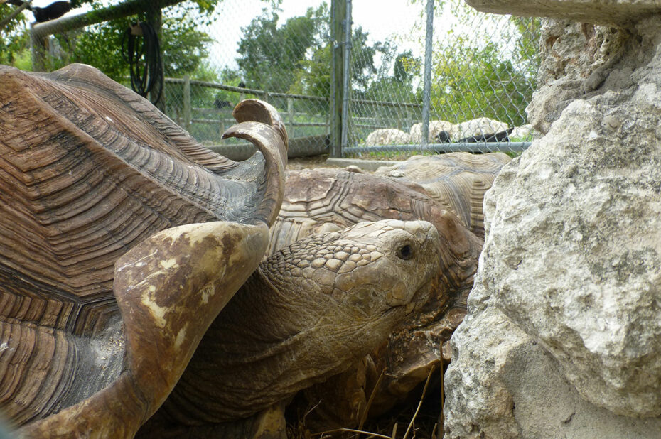 Tortue sillonnée ou Tortue à éperons