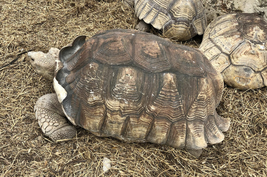 La tortue sillonnée, la plus grosse tortue terrestre continentale