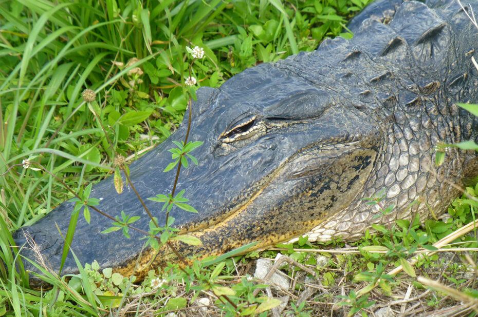 L'alligator ne dort que d'un œil