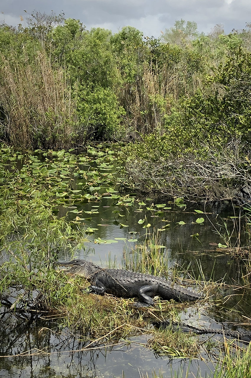 Alligator dans les marais à Royal Palm