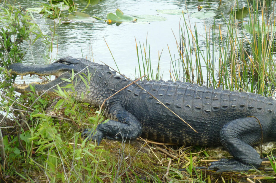 Alligator menaçant au bord de l'eau