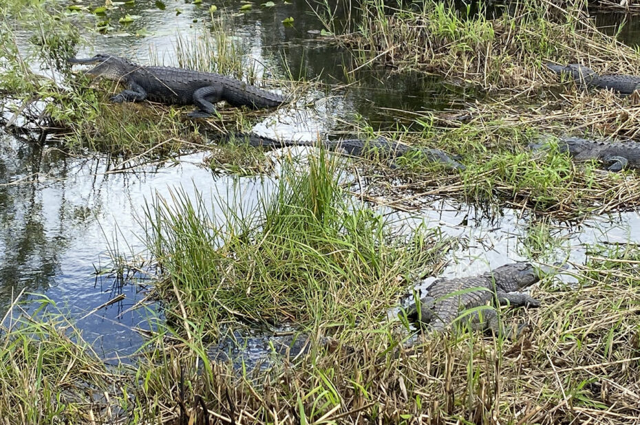 Alligators dans leur habitat naturel