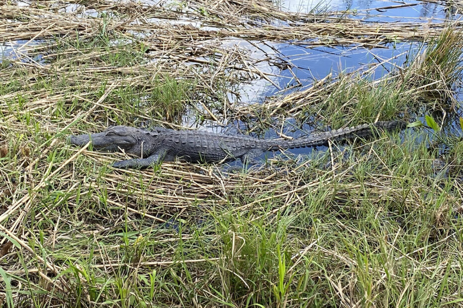 Les alligators semblent dormir mais restent à l'affût