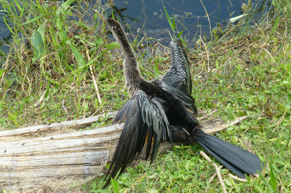 Anhinga d'Amérique (oiseau)