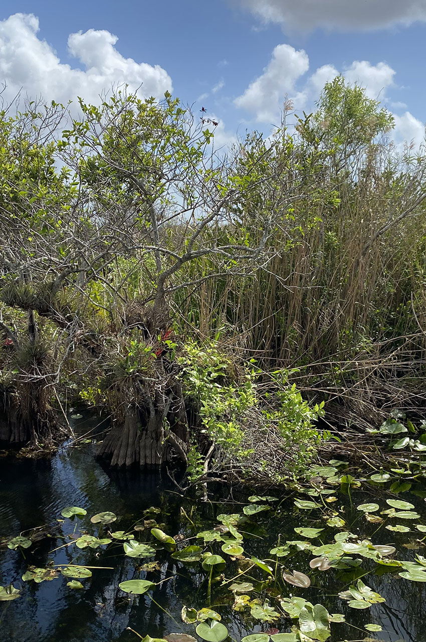 Des arbres dans l'eau durant le Anhinga trail