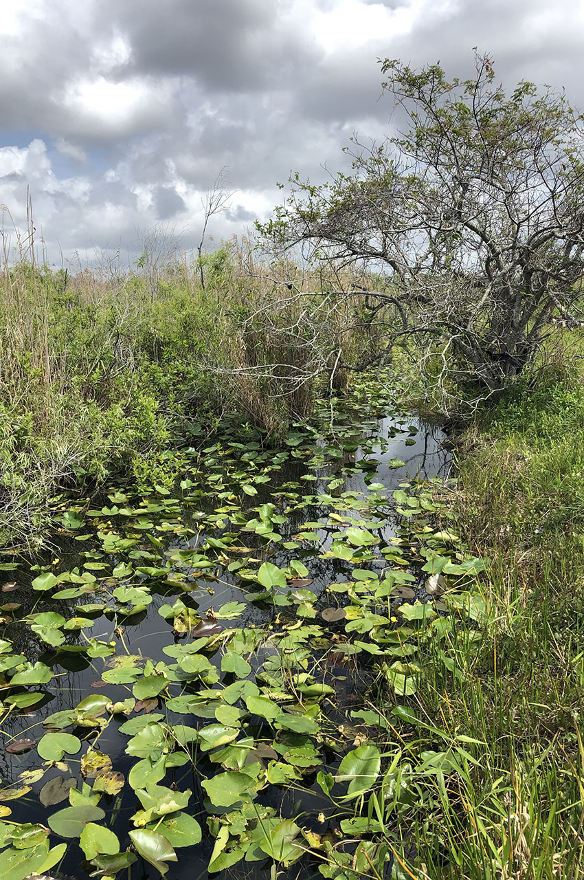 L'Anhinga Trail est un sentier formant une boucle de 1,2 km